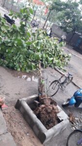 Read more about the article A Heartbreaking Scene: Safely Lifting and Relocating of Trees