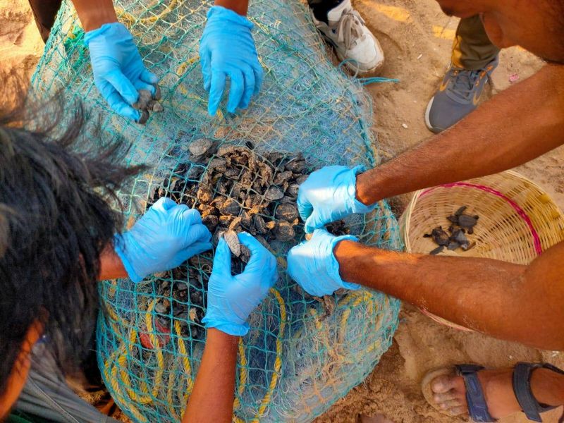 Protecting Tiny Lives: Olive Ridley Conservation at Bateswar